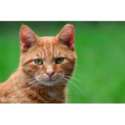 PARATO HOMECOMING CODICE: MC31915