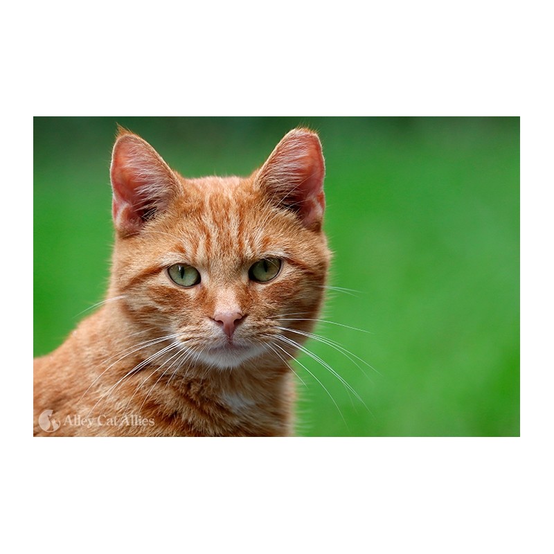 PARATO HOMECOMING CODICE: MC31915