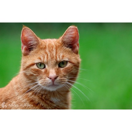 PARATO HOMECOMING CODICE: MC31915